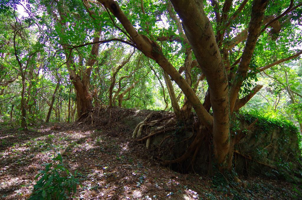 Cottage Views Yakushima  Bagian luar foto